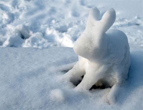 Top 12 Tips To Prepare Your Rabbits For Winter Backyardables
