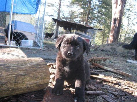 Border collie/belgian shepherd mix and bernese mountain dog. BERNESE MOUNTAIN DOG/BORDER COLLIE MIX PUPPIES 8 WEEKS for ...