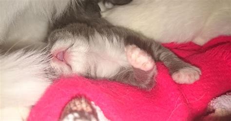 Sleepy Kitten Imgur
