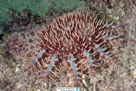 Acanthaster Planci Crown Of Thorns Starfish