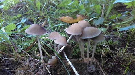 Michigan Mushroom Find Possible Psilocybes Wild