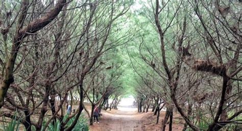 We did not find results for: Pantai Goa Cemara Yogyakarta, Pantai Khas Pepohonan Cemara ...