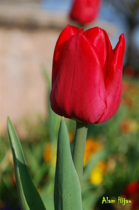 30 Gambar Bunga Tulip Mawar Inspirasi Spesial