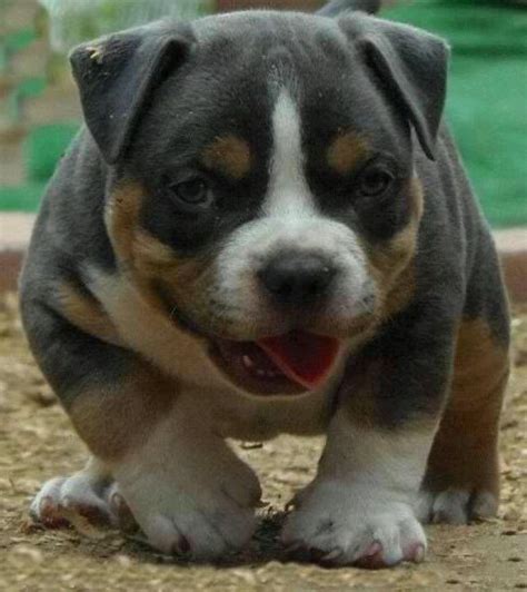 Take advantage of our puppymatch service or simply browse our massive directory of dog breeds, dog breeders and puppy for sale listings. The 25+ best Fat puppies ideas on Pinterest | Bulldog ...