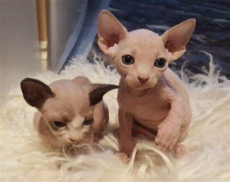 Sphynx Beautiful Sphynx Kittens For Adoption Cats For
