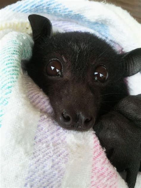 19 Bats That Prove Theyre Adorable Instead Of Terrifying Cute Bat