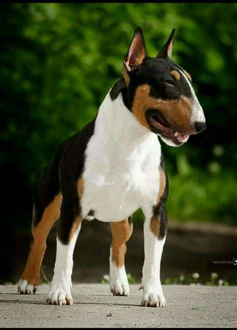 American pit bull terrier tri color. Tri-color Bull Terrier | Bull terrier