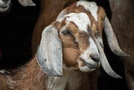 Nubian Goats Breed Profile Backyard Goats