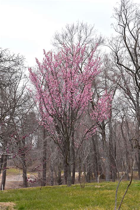 With brilliant red leaves and a small stature, the japanese red maple is an excellent tree. Columnar Sargent Cherry (Prunus sargentii 'Columnaris') in ...