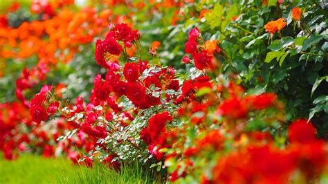 Roses were a particular favorite flower of arabella's. ばら公園（広島県福山市）Fukuyama City,Hiroshima,Japan Rose Garden ...