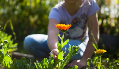 Learn how to grow a flower garden from gardening experts at burpee seeds. Plants for Kids - Fast Growing Plant Seeds for Your Classroom