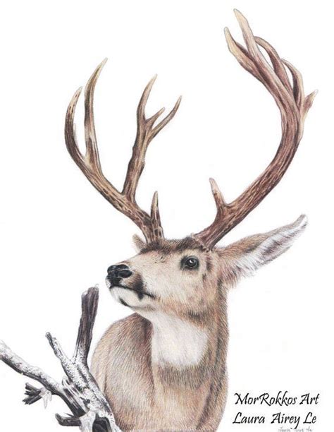 Majestic Deer Fine Art Print Mule Deer By Laura Airey Le Etsy In 2021