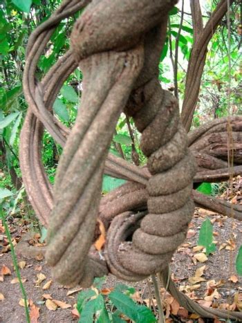 Caapi vine and admixtures such as p. The Ayahuasca Experience : Conscious Life News