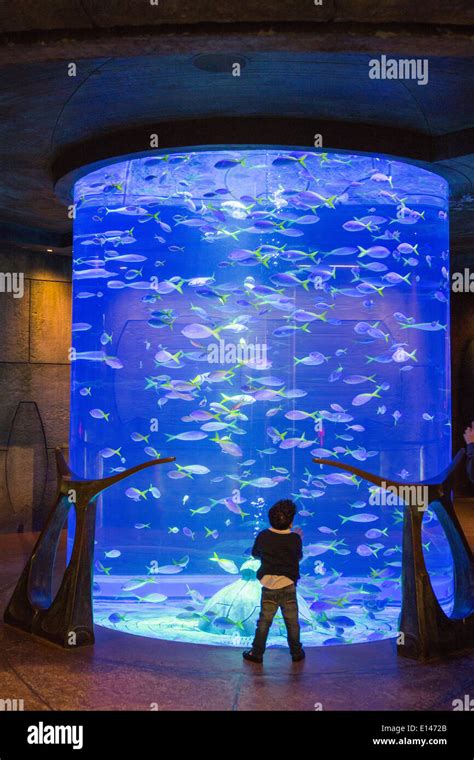 United Arab Emirates Dubai Aquarium In Atlantis Hotel On Palm