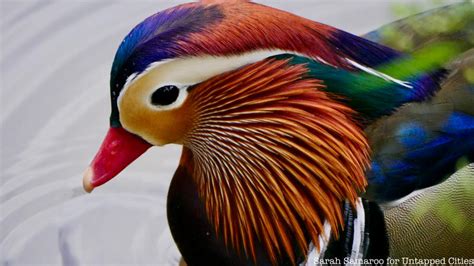 Beautiful Photos Of The Mysterious Mandarin Duck Of Central Park