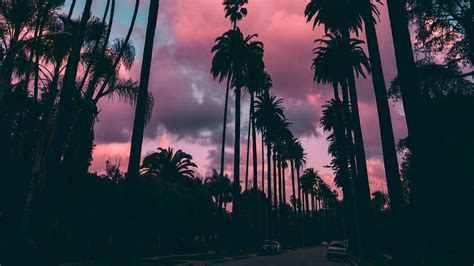 Wallpaper Palm Trees Sunset Clouds Tropics Sky Porous Hd Picture