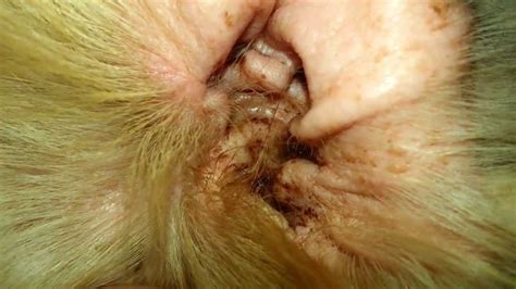 It can result in inflammatory skin conditions in your dog's skin folds between their paw pads, ears, or here at dope dog, we've compiled some tips and tricks that you can take to get rid of those nasty fungal infections terrorizing your canine pal. Ear Mites in Dogs Picture 1 | Dog treatment, Pet remedies ...