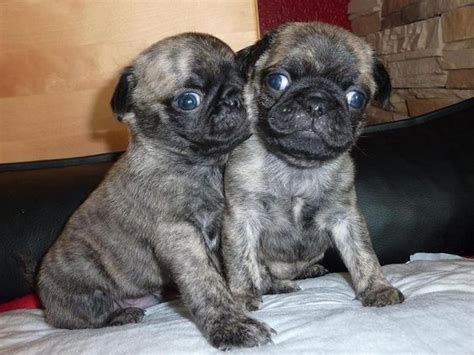 Pug puppies for sale at stores in hicksville new york & lynbrook ny on long island. Pug Puppies For Sale | Detroit, MI #270017 | Petzlover