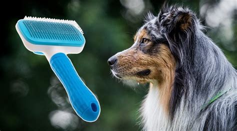5 Best Brushes For Australian Shepherd 2023