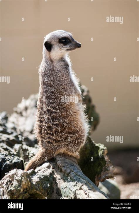 Meerkat Suricata Suricatta Stock Photo Alamy