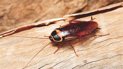 Interesting Fun Facts About Cockroaches By Make Yourself Knowledgeable Medium