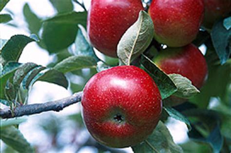 The stella series, unlike most cherry trees, is self pollinating. Self-Pollinating Apple Trees: An Easy Way to Grow Apples!