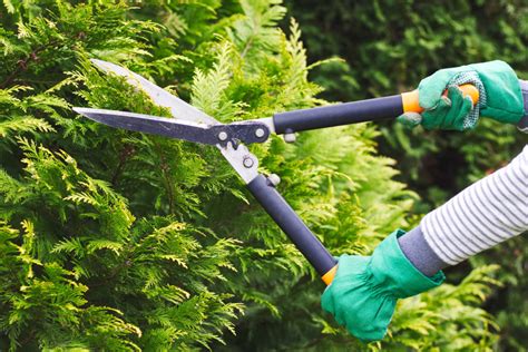 Best Tree Pruners In Coral Gables Lawn Care And Maintenance
