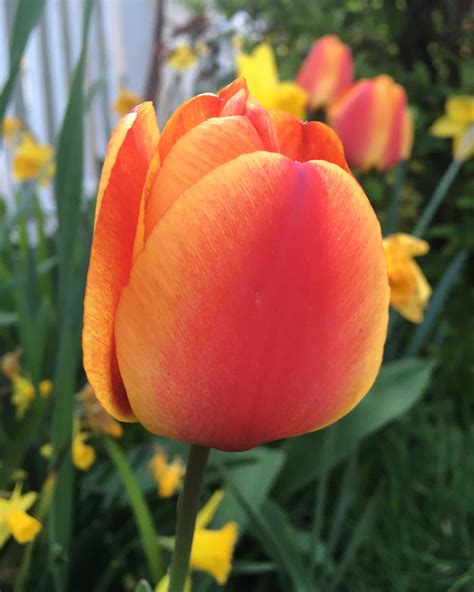 Tulip Apeldoorn Elite Bulbs — Buy Online At Farmer Gracy Uk