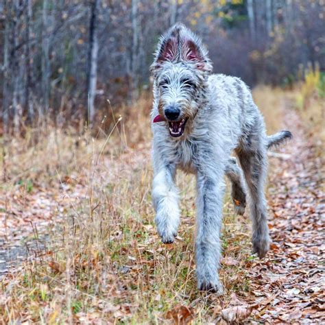 It also has long, wiry hair under the jaw and on the eyes. 14 Pictures Only Irish Wolfhound Owners Will Think Are ...