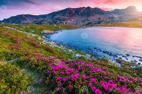 Pink Rhododendron Flowers And Bucura Lake At Sunset Retezat Mountains