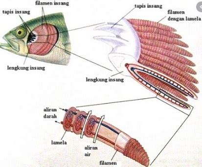 Sistem Pernapasan Pada Ikan Homecare