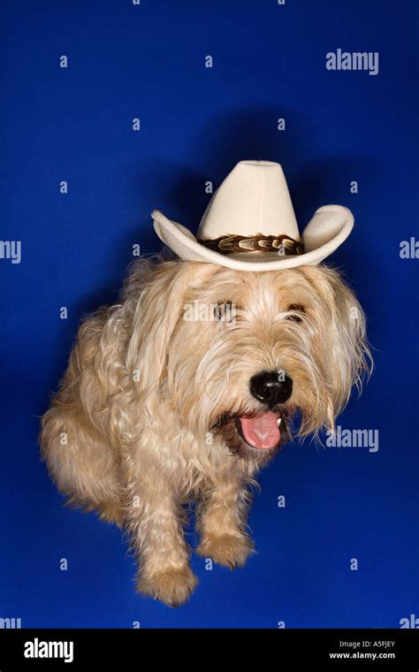 Fluffy Brown Dog Wearing Cowboy Hat Stock Photo Alamy