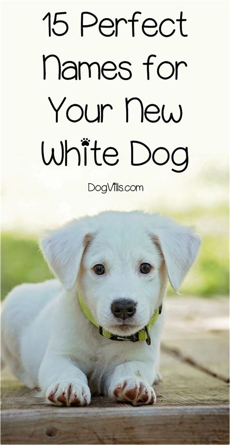 Maybe you would like to learn more about one of these? 15 Perfect White Dog Names For Your New Puppy