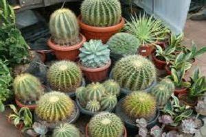 Rupanya garam epsom tak hanya bermanfaat untuk kesehatan, namun juga untuk tanaman hias. 8 Cara Menanam Sukulen dari Daun dan Batang - IlmuBudidaya.com