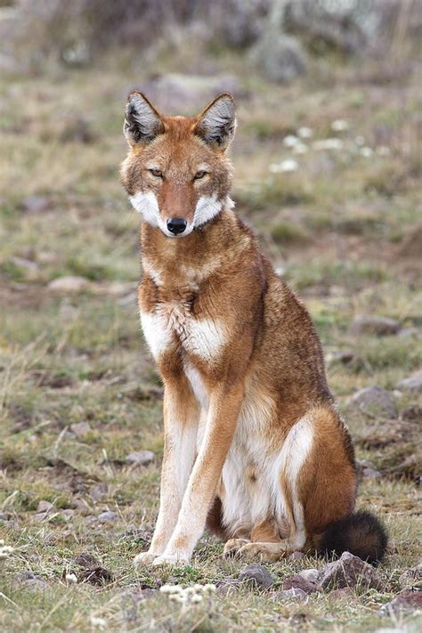 Beautiful Wildlife “ Ethiopian Wolf By M Watson Ethiopian Wolf Canis