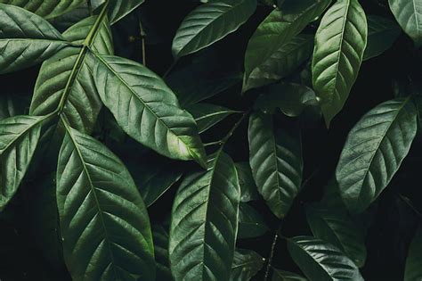 Hd Wallpaper Leaves Dark Plant Green Blur Closeup Plant Part