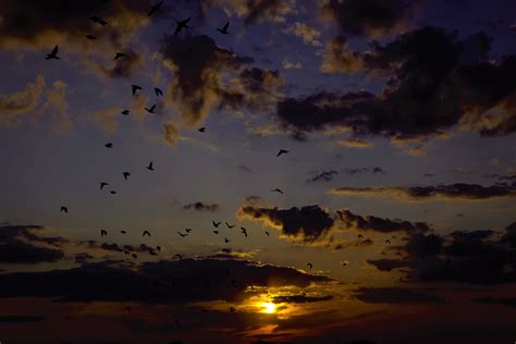 Free Images Sunset Evening Nature Beautiful Birds Sky Clouds