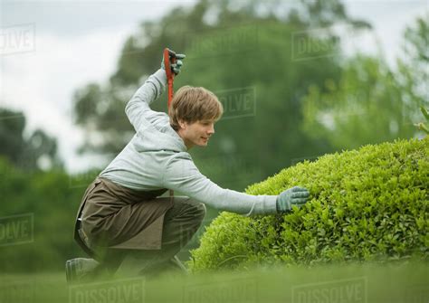 Man Doing Yard Work Inspecting Bush Stock Photo Dissolve