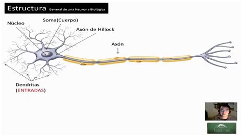 Redes Neuronales 12 Estructura De Una Neurona Biológica