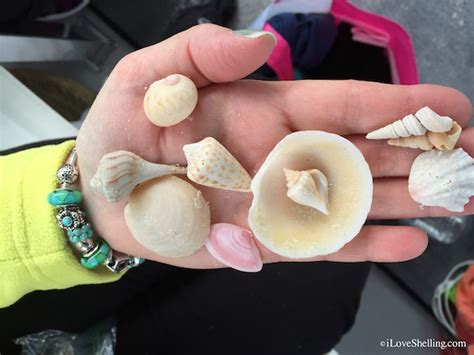 Meeting Friends And Collecting Seashells I Love Shelling