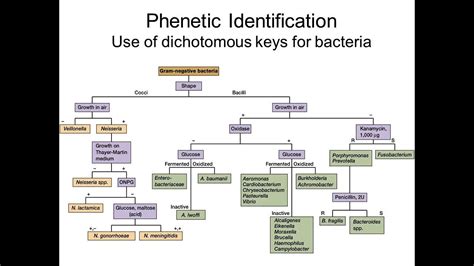Dichotomous Key Gram Positive Bacteria