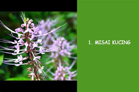 Members gain access to misai standards, environmental impact assessment Jom Kekal Sihat - 🔴MISAI KUCING . -Ekstrak daun misai ...