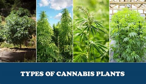 Types Of Cannabis Plants