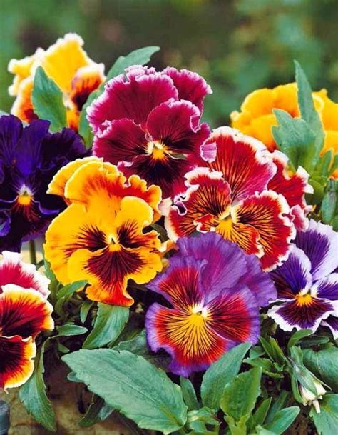 Beautiful And Colorful Pansies With Images Pansies Pansies Flowers