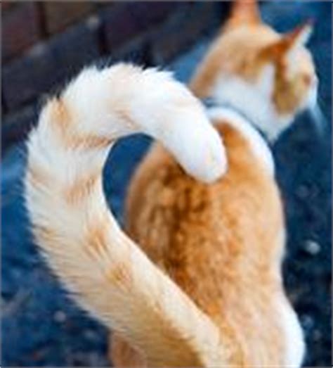 This is not always in the best interests of the cat, as many of these mutations are harmful. tails