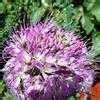 Maybe you would like to learn more about one of these? Cleome Species, Rocky Mountain Bee Plant Cleome serrulata