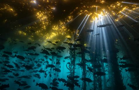 2020s Best Underwater Photos Dive Into The Wondrous World Below