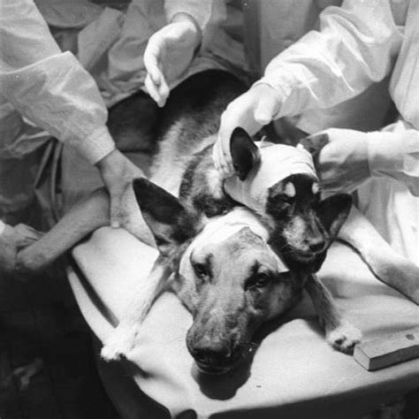 The 6 Craziest Animal Experiments Live Science