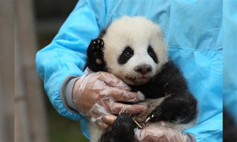 Giant Panda Mom Meets Her Baby For First Time In Taiwan