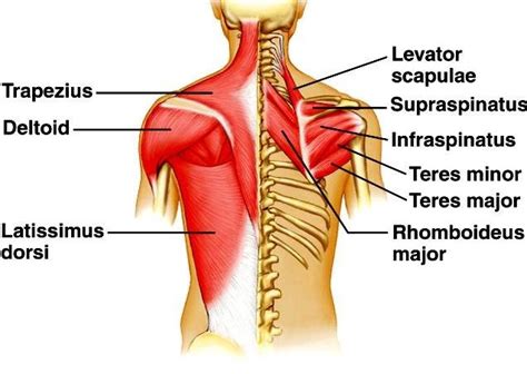 The scapula or shoulder blade area. Back muscle anatomy, types, structure, importance & names ...